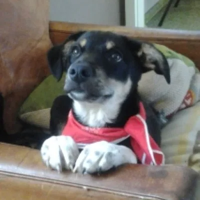 Nitro, der Fahrschulhund, mit rotem Halstuch